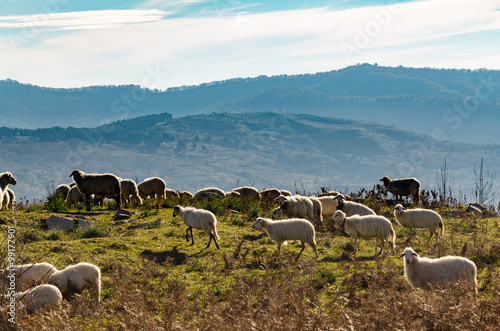 sheep grazing