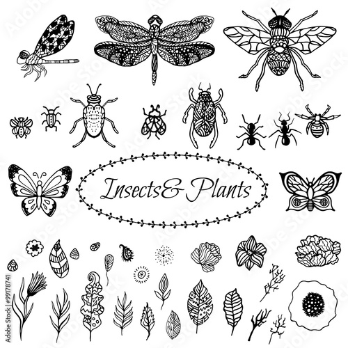 Hand drawn vector zentangle black plant leaves, flowers and insects set isolated on white. Ethnic ink openwork botanical objects, stylized for coloring pages in vintage boho style.