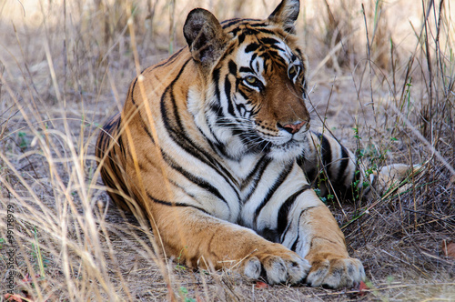 Canvas Print Tiger at ease