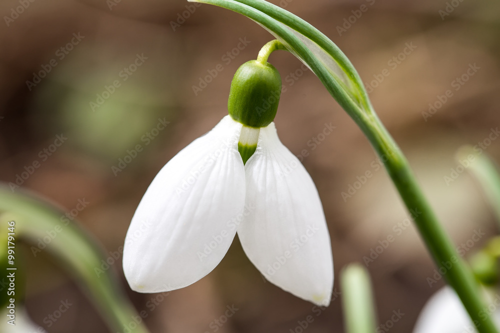 Obraz premium Beautiful spring blooming flower.