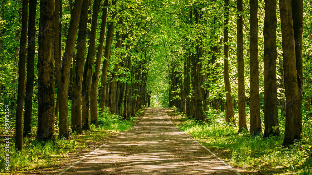 Obraz premium Walkway Lane Path With Green Trees in Forest. Pathway Way Throug