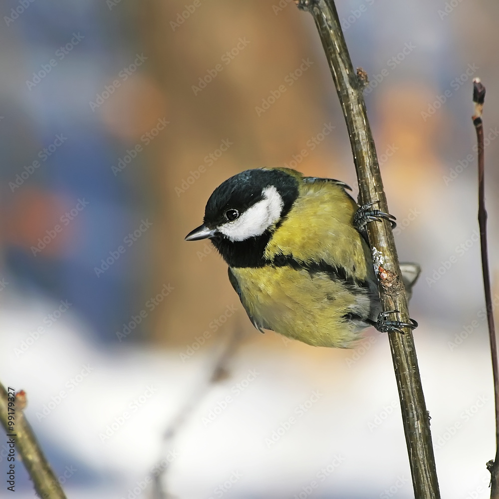 Obraz premium Bird Great Tit (Parus major)