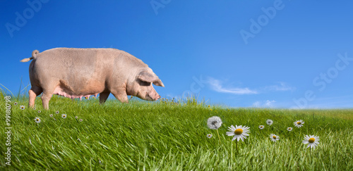Pig on green field
