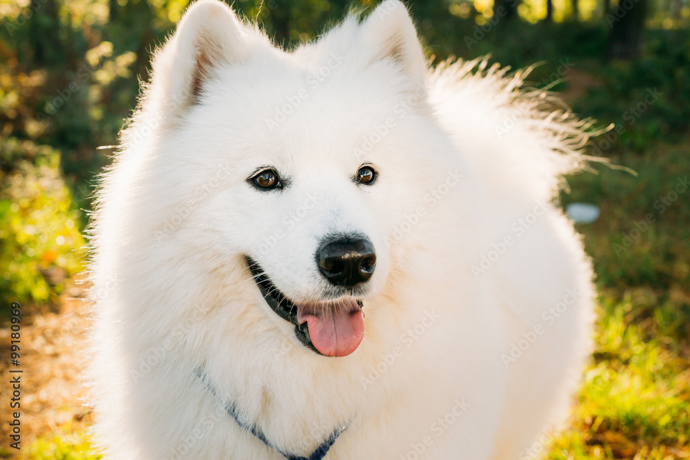 Close Up Funny Happy White Samoyed Dog Outdoor