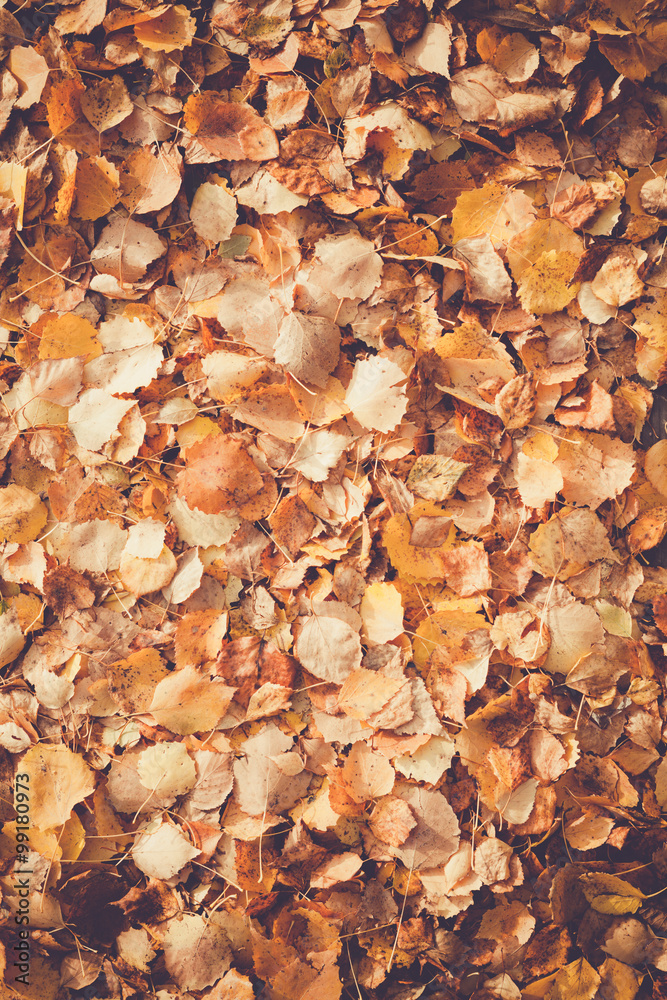 Background of yellow autumn leaves Background of yellow autumn leaves