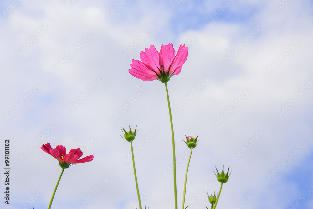 Cosmos flowers and bottom view. Cosmos flowers and bottom view.