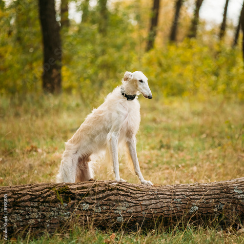 Dog Russian Borzoi Outdoor in Forest