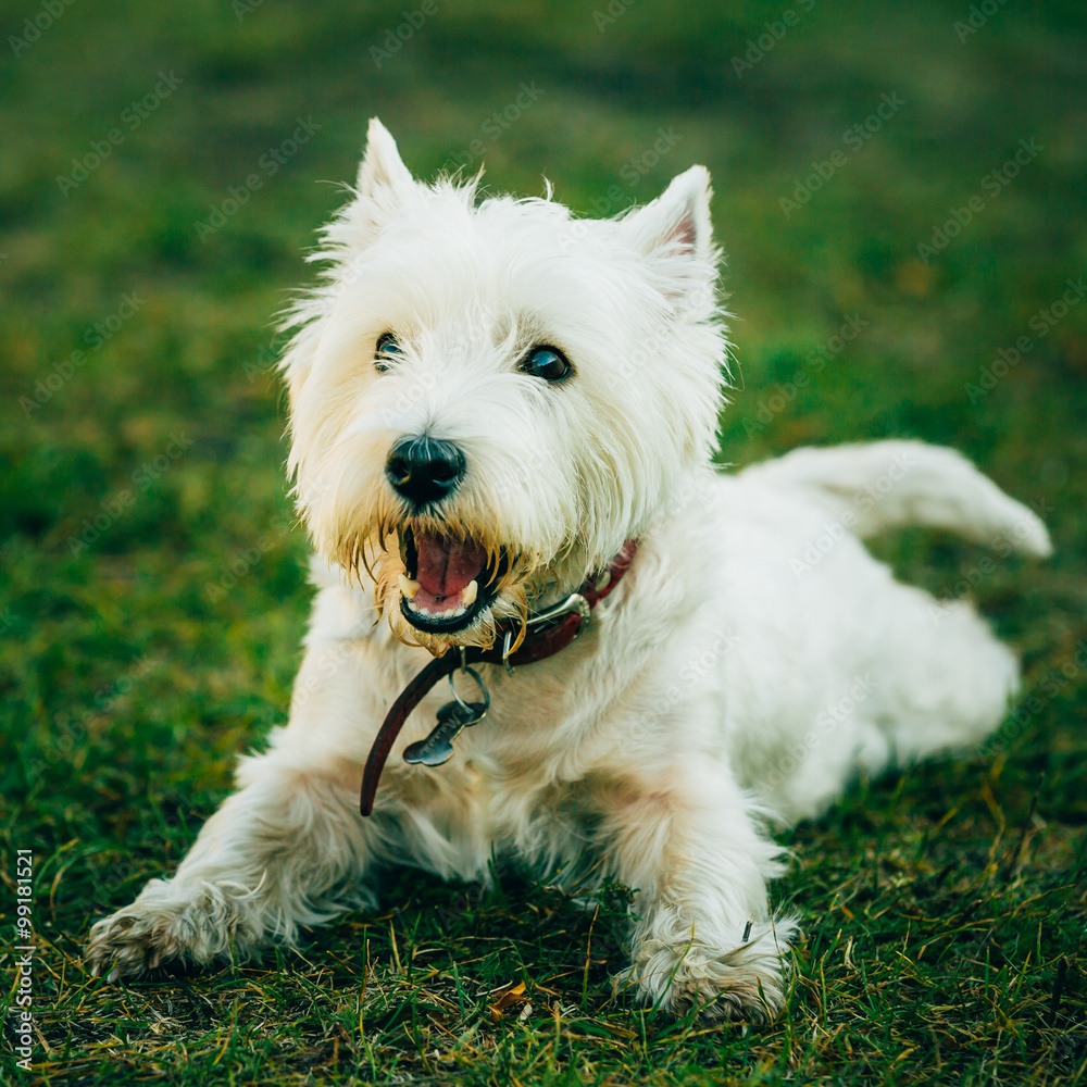 Small West Highland White Terrier - Westie, Westy Dog Small West Highland White Terrier - Westie, Westy Dog