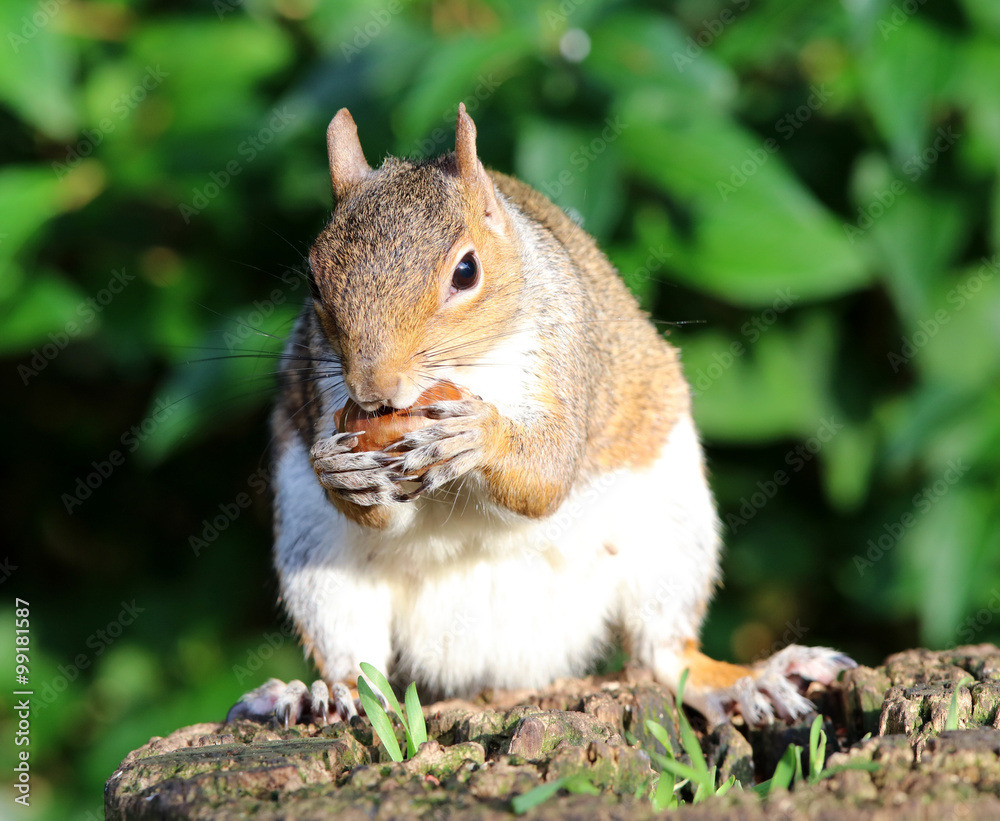 Portrait of a Grey Squirrel enjoying a chestnut while sitting on a tree trunk Portrait of a Grey Squirrel enjoying a chestnut while sitting on a tree trunk