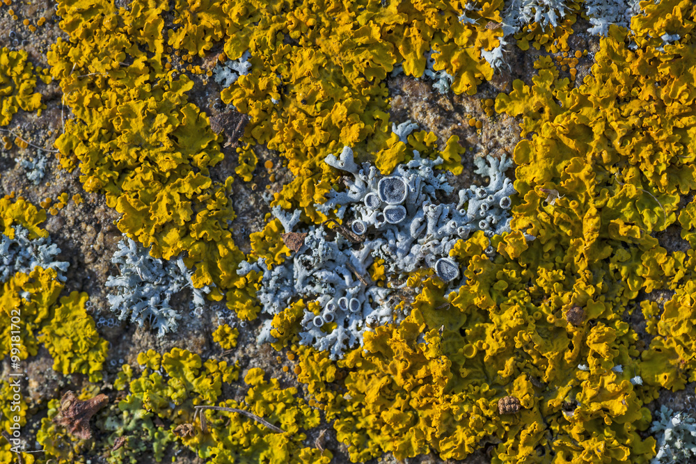 Xanthoria parietina Xanthoria parietina