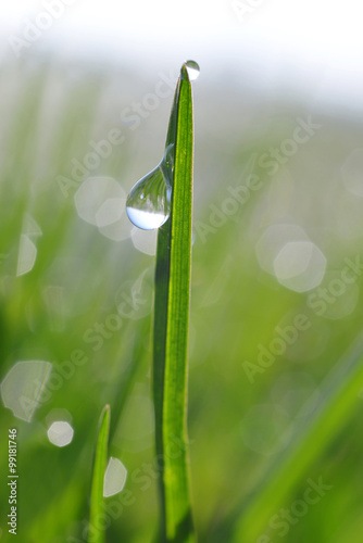 Fresh green grass with dew drop closeup. Nature Background