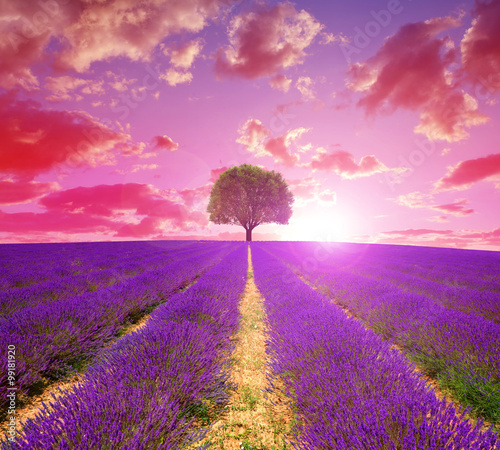 Lavender fields in Provence at sunset - France, Europe.