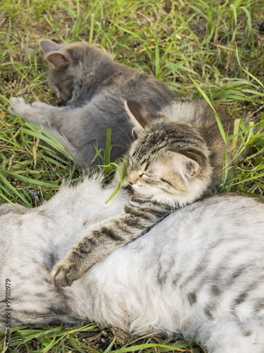 Котята спят на кошке в летний день