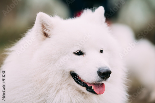Close Up White Samoyed Dog © Grigory Bruev