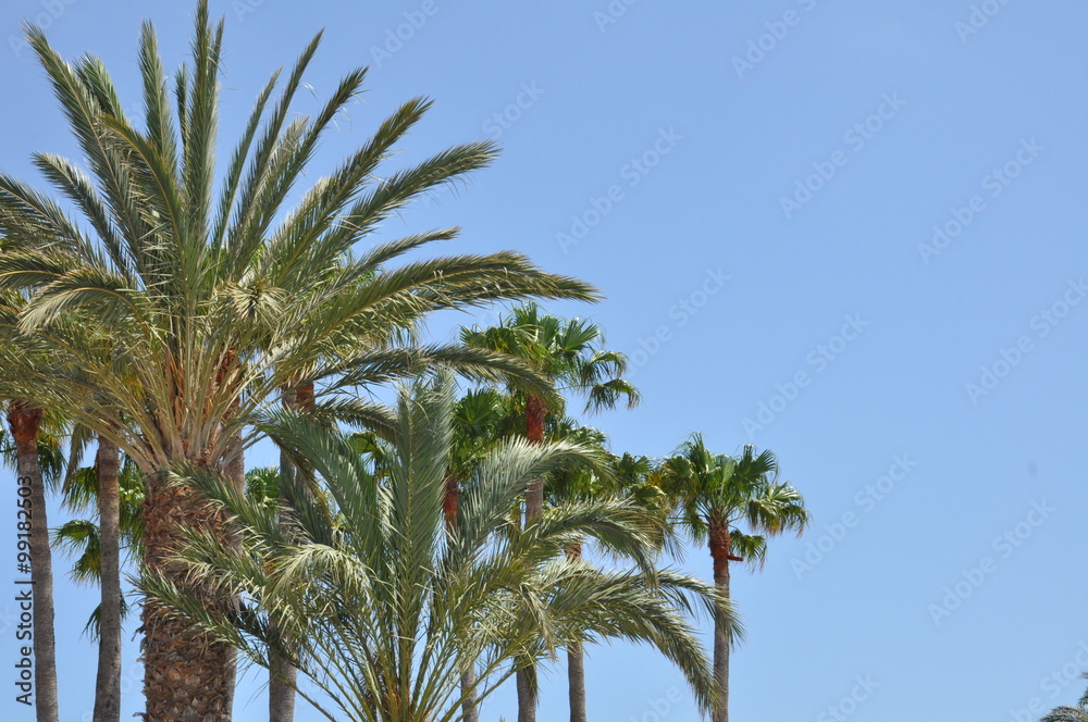 Palmen auf Lanzarote