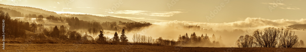 Fototapeta premium morning fog and a forest