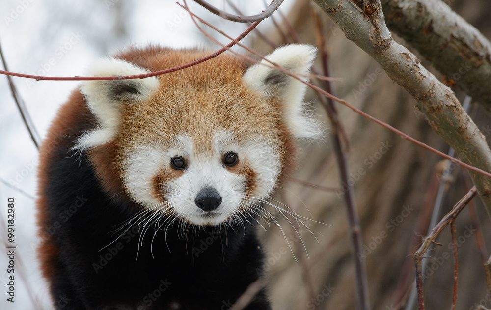 Fototapeta premium red panda baby