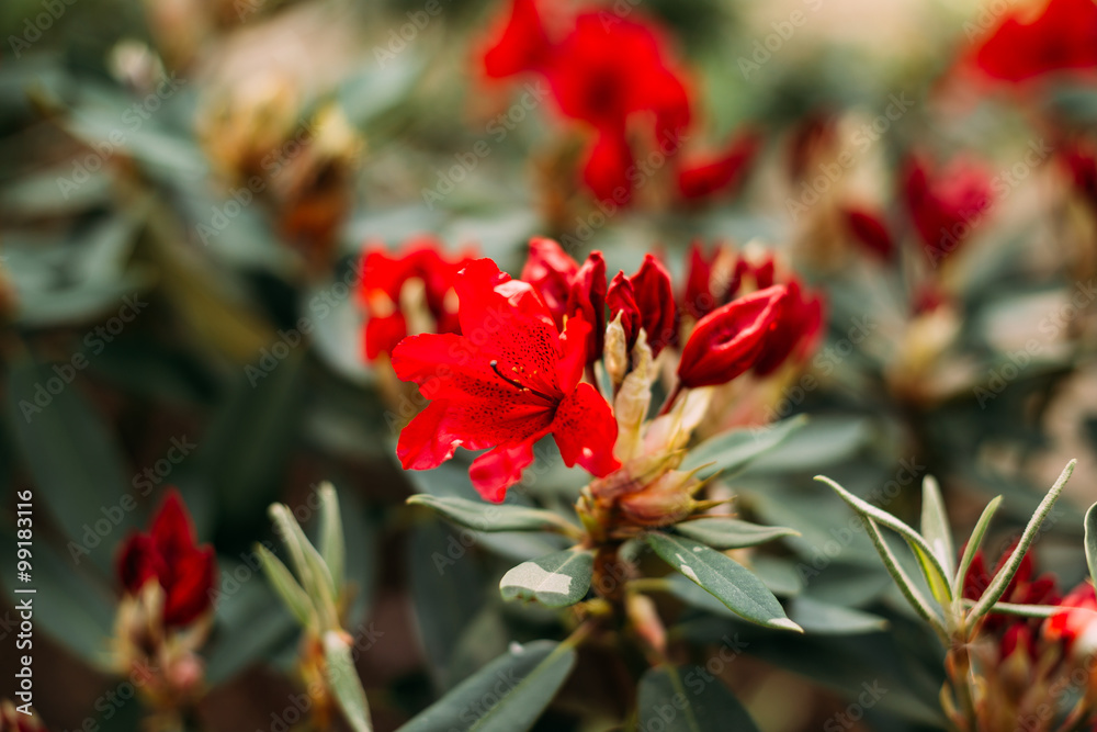 Blooming Red Flowers of Rhododendron hybridum taragona Blooming Red Flowers of Rhododendron hybridum taragona