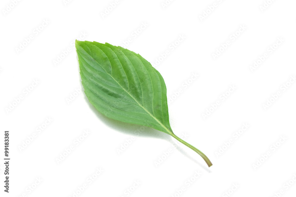 Obraz premium Sweet Basil isolated on white background.