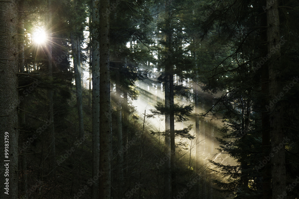 Fototapeta premium vosges05