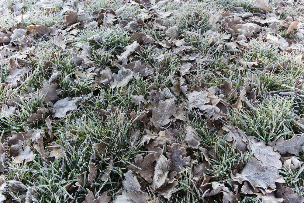fallen oak leaves on the grass in the early morning frost fallen oak leaves on the grass in the early morning frost