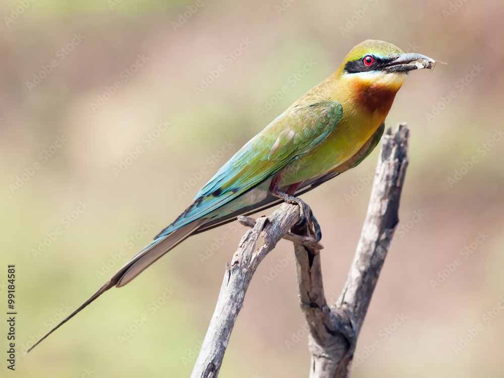 Fototapeta premium Bird blue-tailed bee-eater.