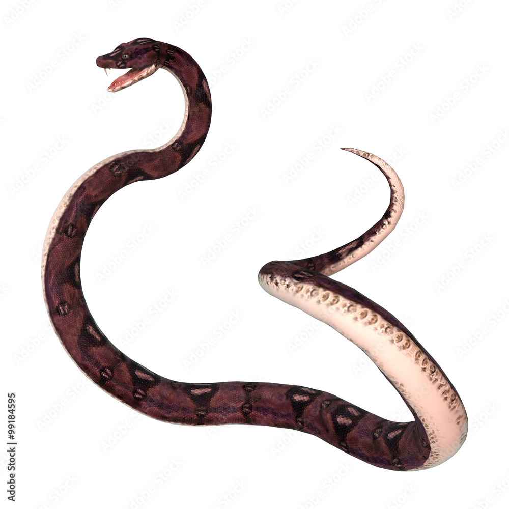 Fototapeta premium Anaconda Snake on White