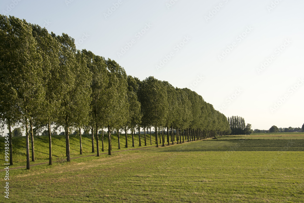 Poplar trees and meadow