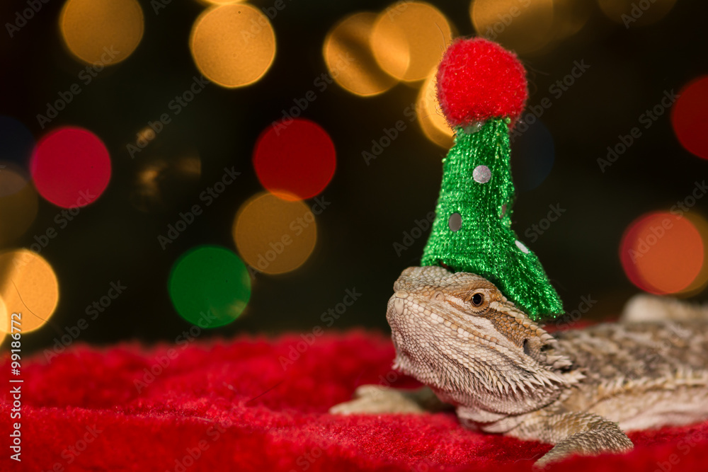 Fototapeta premium Bearded Dragon