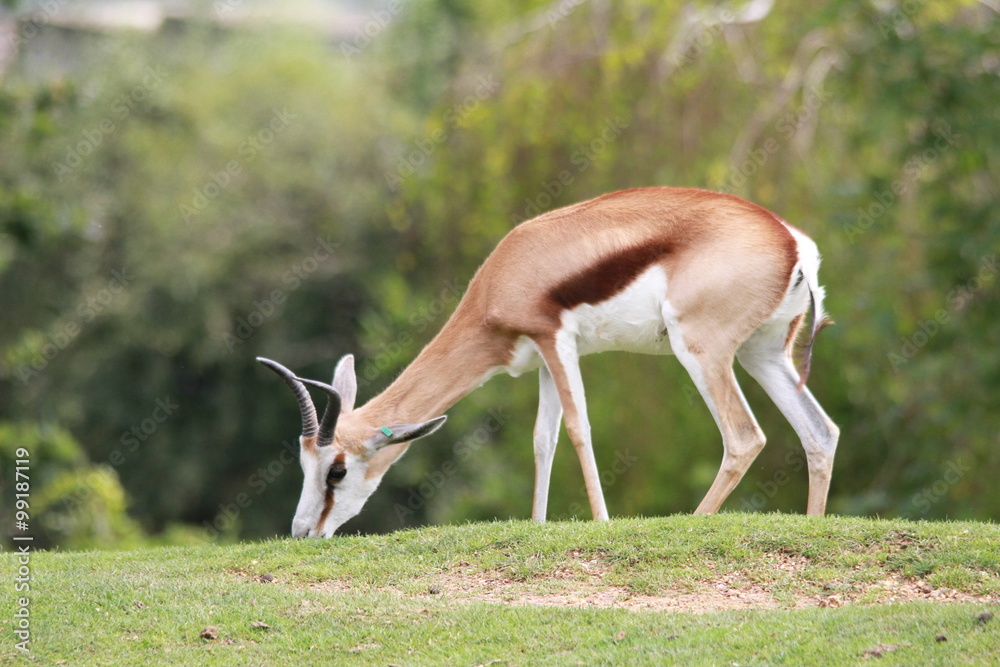 Fototapeta premium Antilope oryx