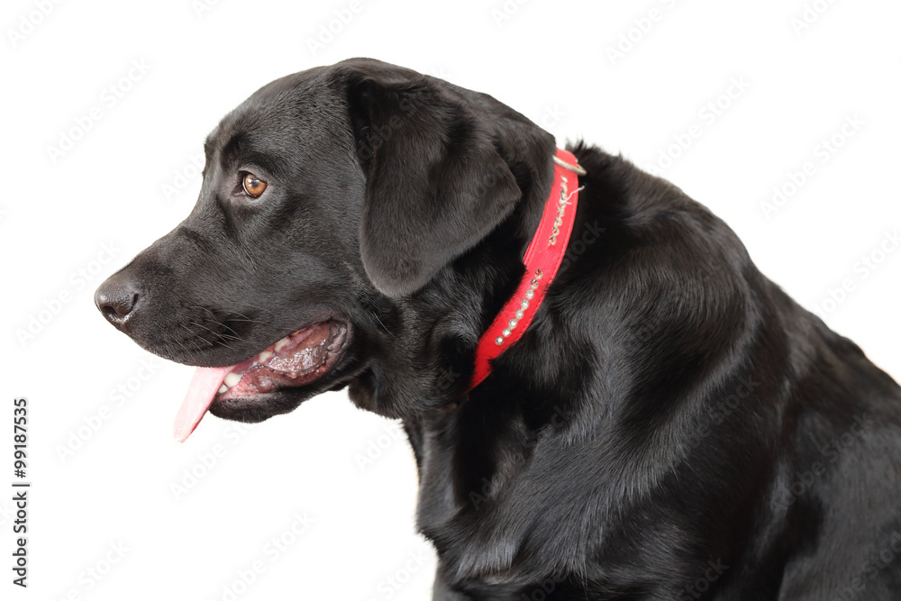 black labrador retriever black labrador retriever
