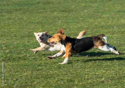 Dogs running in the grass happy and almost smiling at the camera