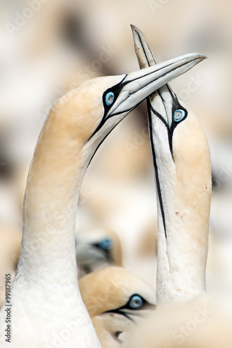 portrait of a pair of cape gannets photo