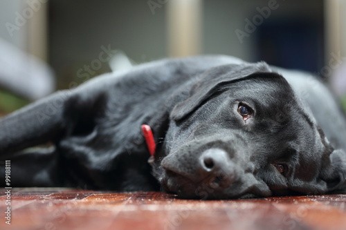 sleeping black labrador