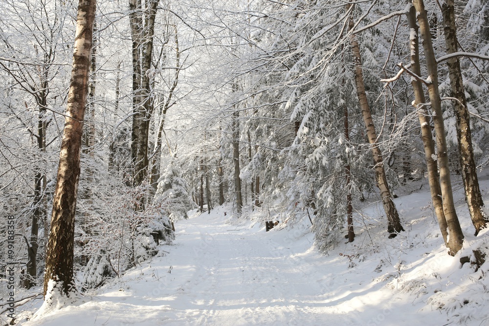 Path through the forest on a sunny winter morning Path through the forest on a sunny winter morning