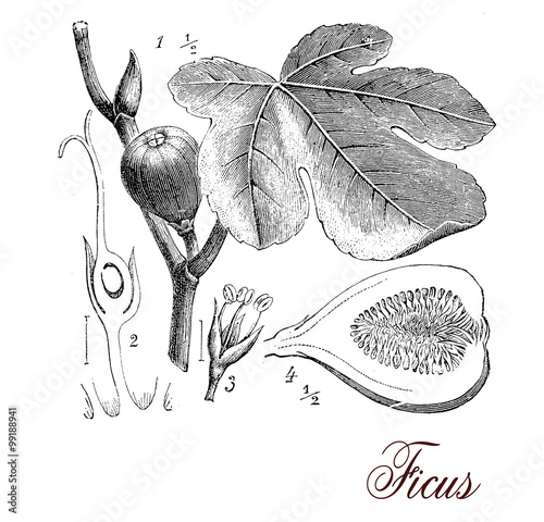 Fig tree, botanical vintage engraving photo