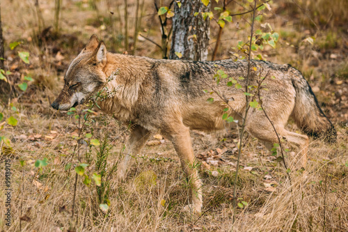 Forest Eurasian wolf in natural environment
