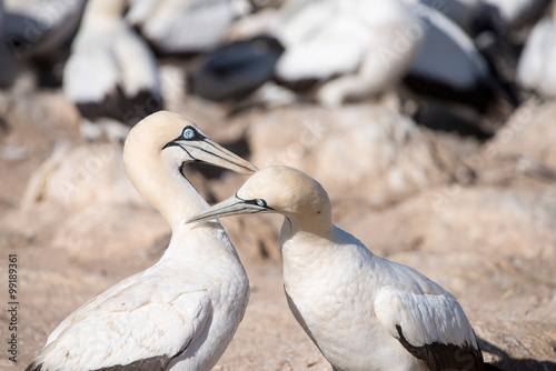 portrait of a pair of cape gannets photo