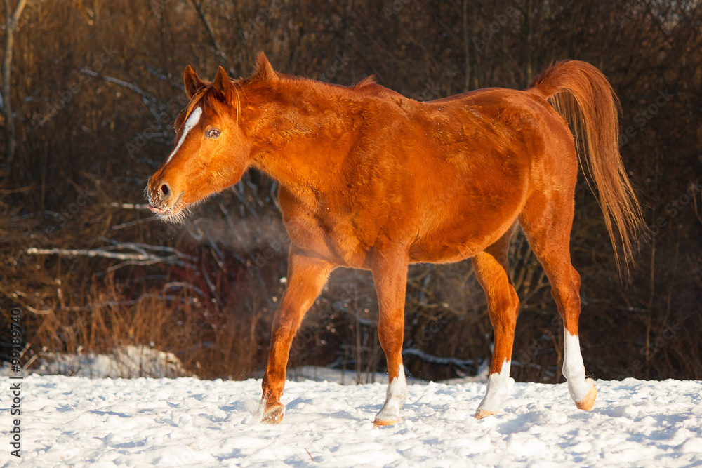 The horse in the herd
The horse in the herd