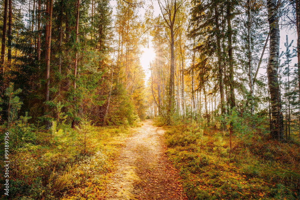 Sun shining over road, path, walkway through forest. Sunset Sunr Sun shining over road, path, walkway through forest. Sunset Sunr