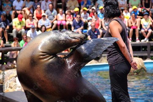 Foca en el zoo