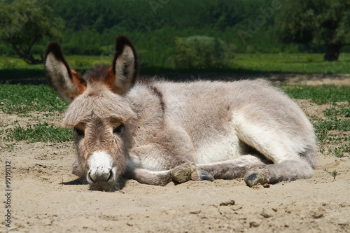 Baby donkey laying on the field