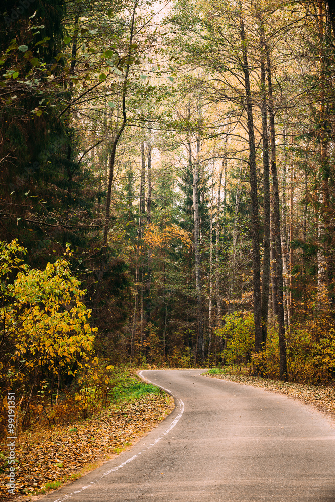 Obraz premium Asphalt road path pathway walkway through autumn forest