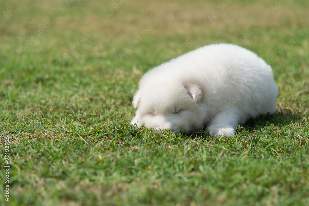 siberian husky puppy lying and looking on green grass siberian husky puppy lying and looking on green grass