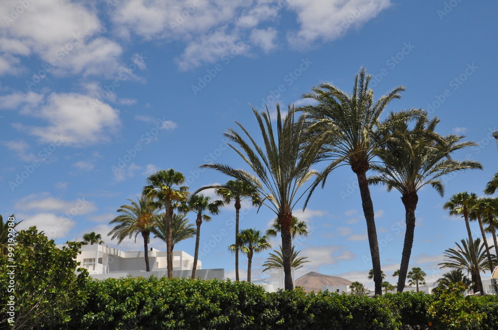 Palmen auf Lanzarote