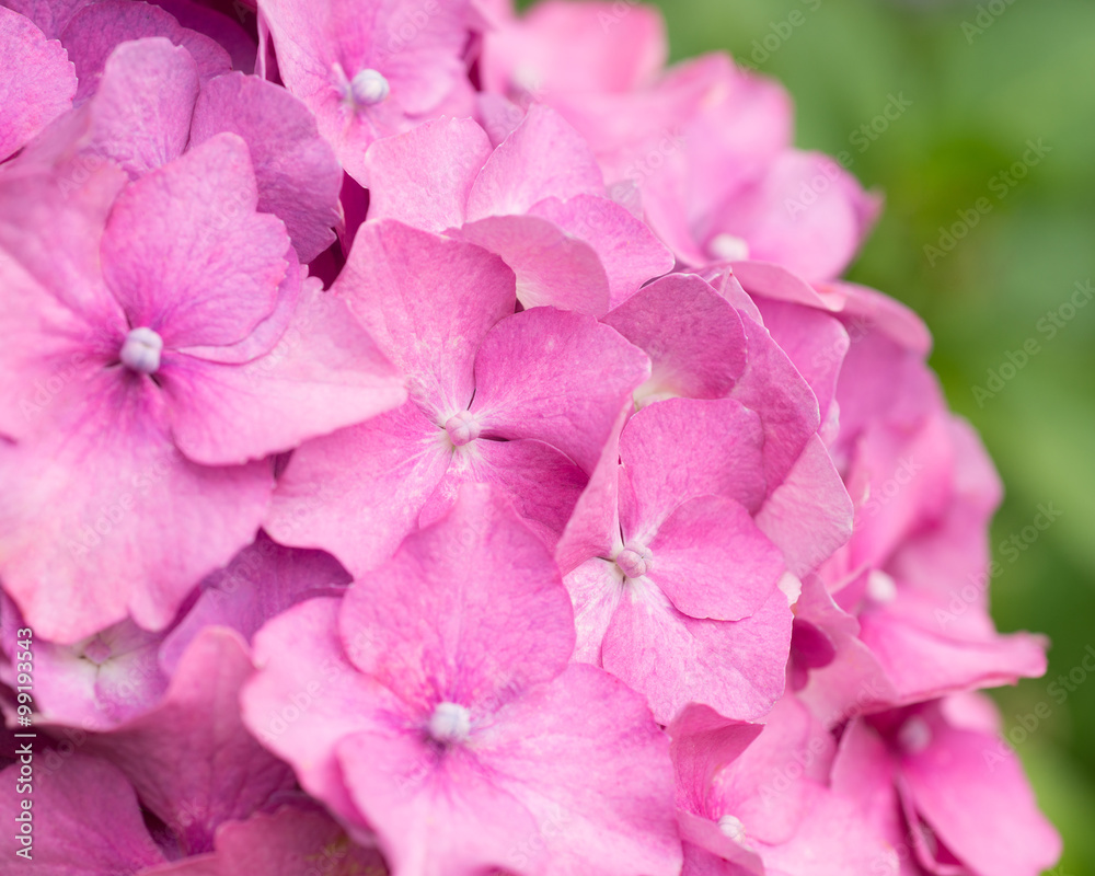 Hydrangea flowers close-up Hydrangea flowers close-up