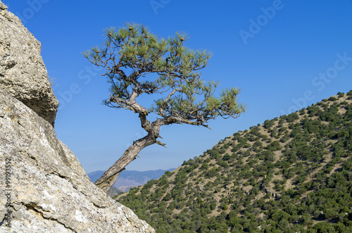 Relic pine against a cloudless sky. Crimea.