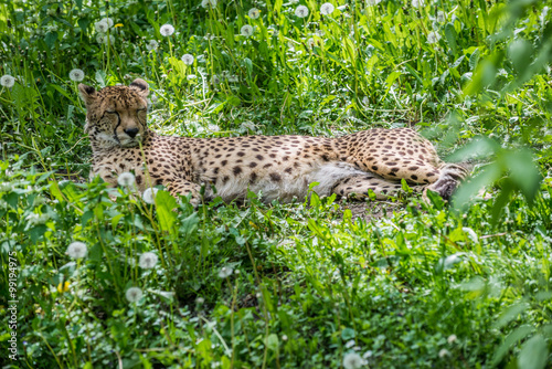 Canvas Print cheetah (Acinonyx jubatus) laying on green grass