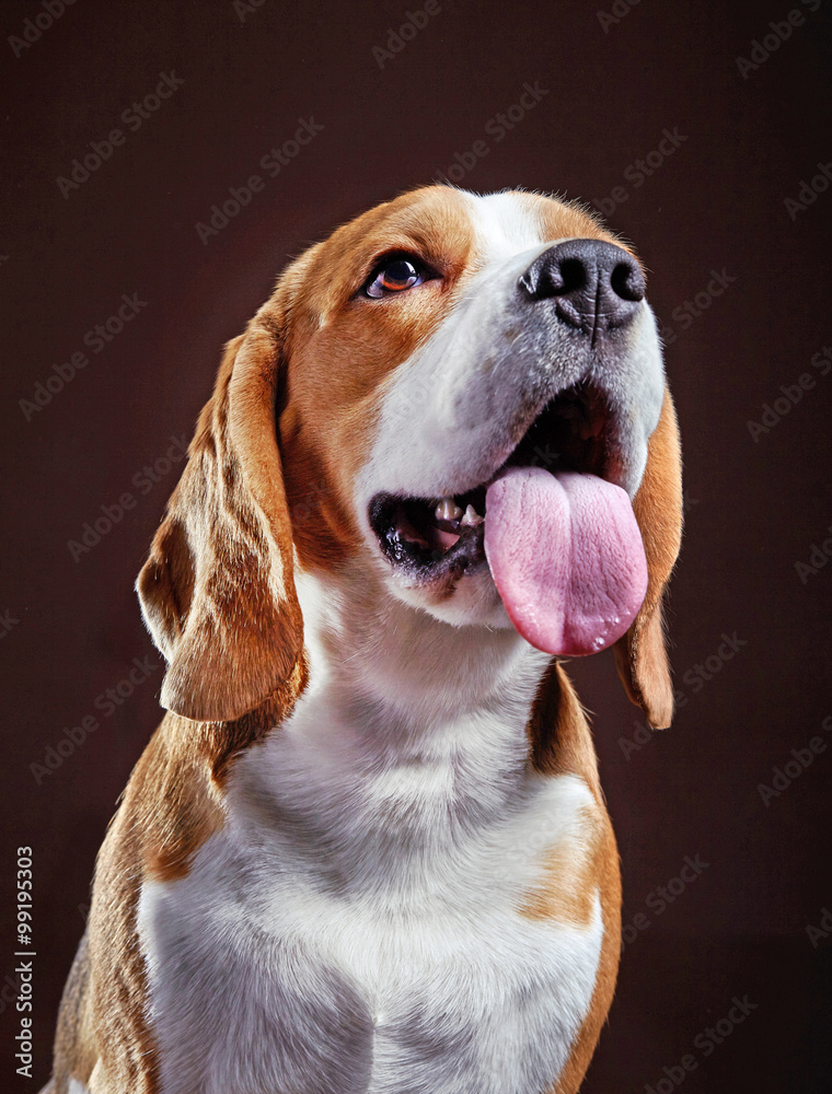 Portrait of young beagle dog