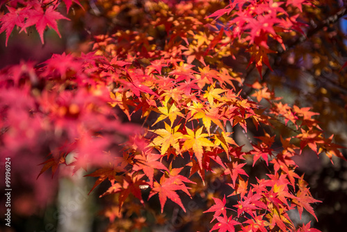 yellow and red maple leaf in autumn season